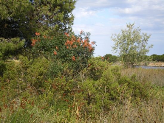 Le ponant  à La Grande Motte  phot  AGME34 