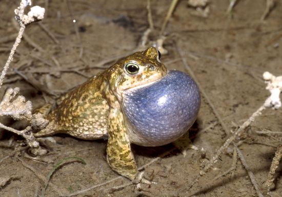 AGME Crapaud Pélobate