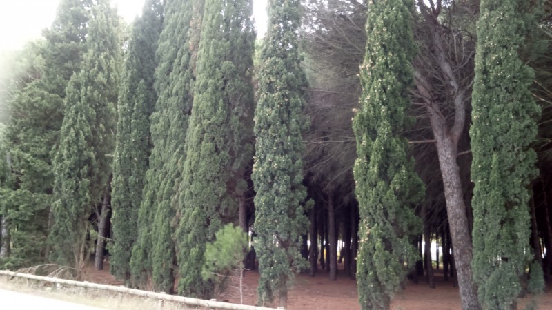 AGME 34 NON a la suppression du bois allée des écureuils à la Grande Motte