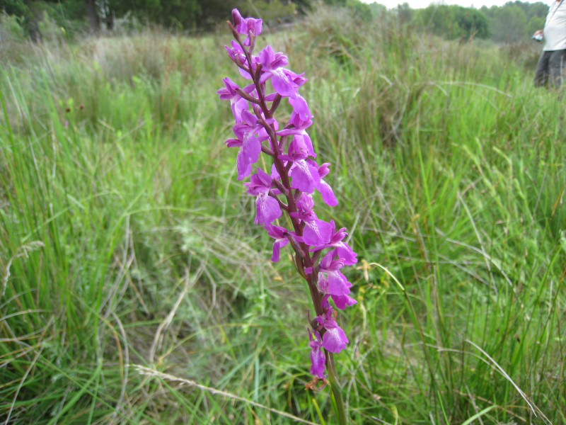 AGME Orchidée sauvage