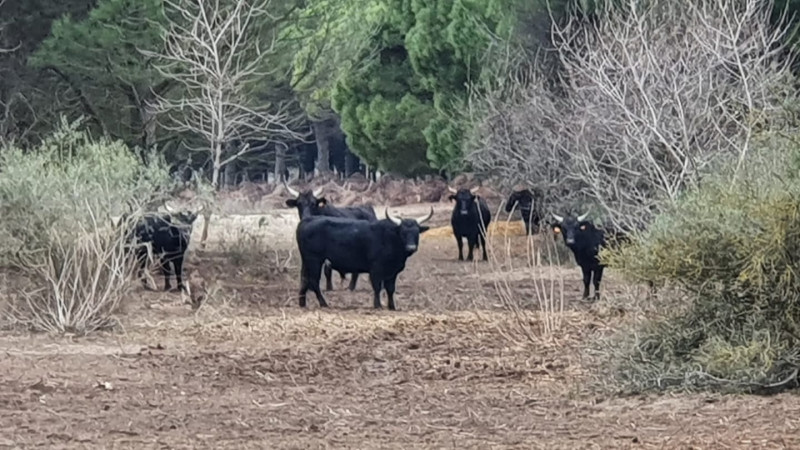 AGME pâturage taureaux Grand Travers