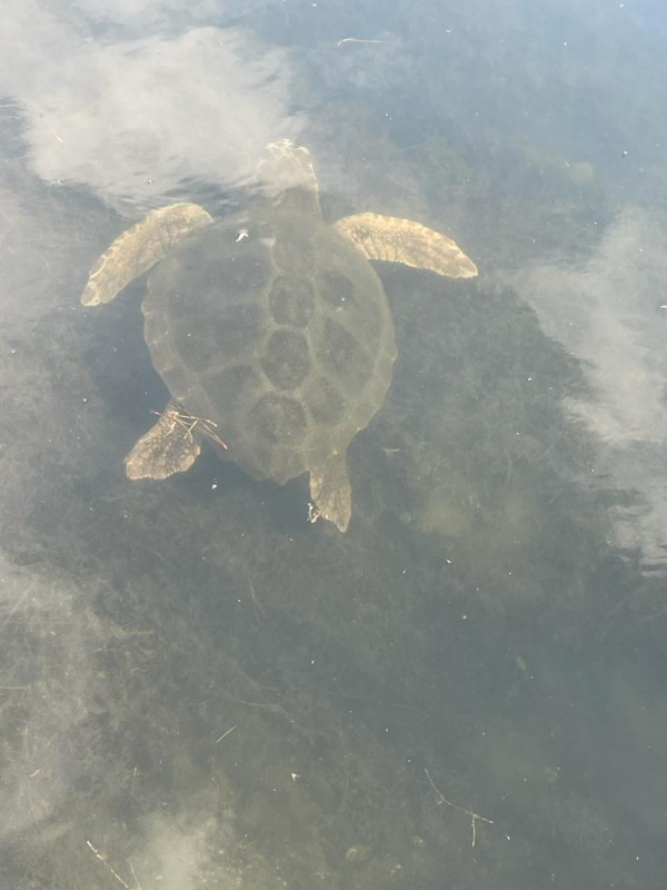 tortue caouanne Lucie AGME